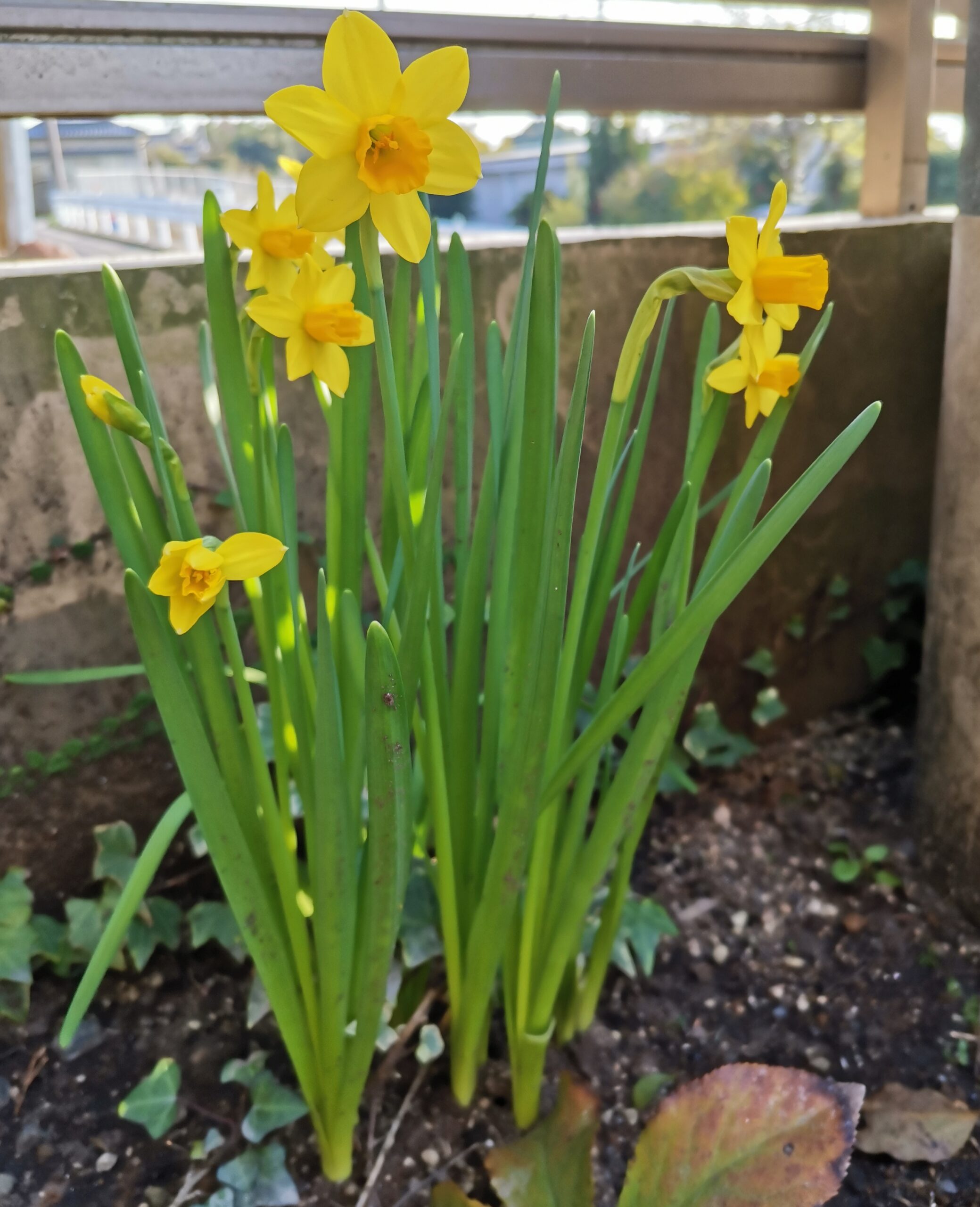 3月が始まりました