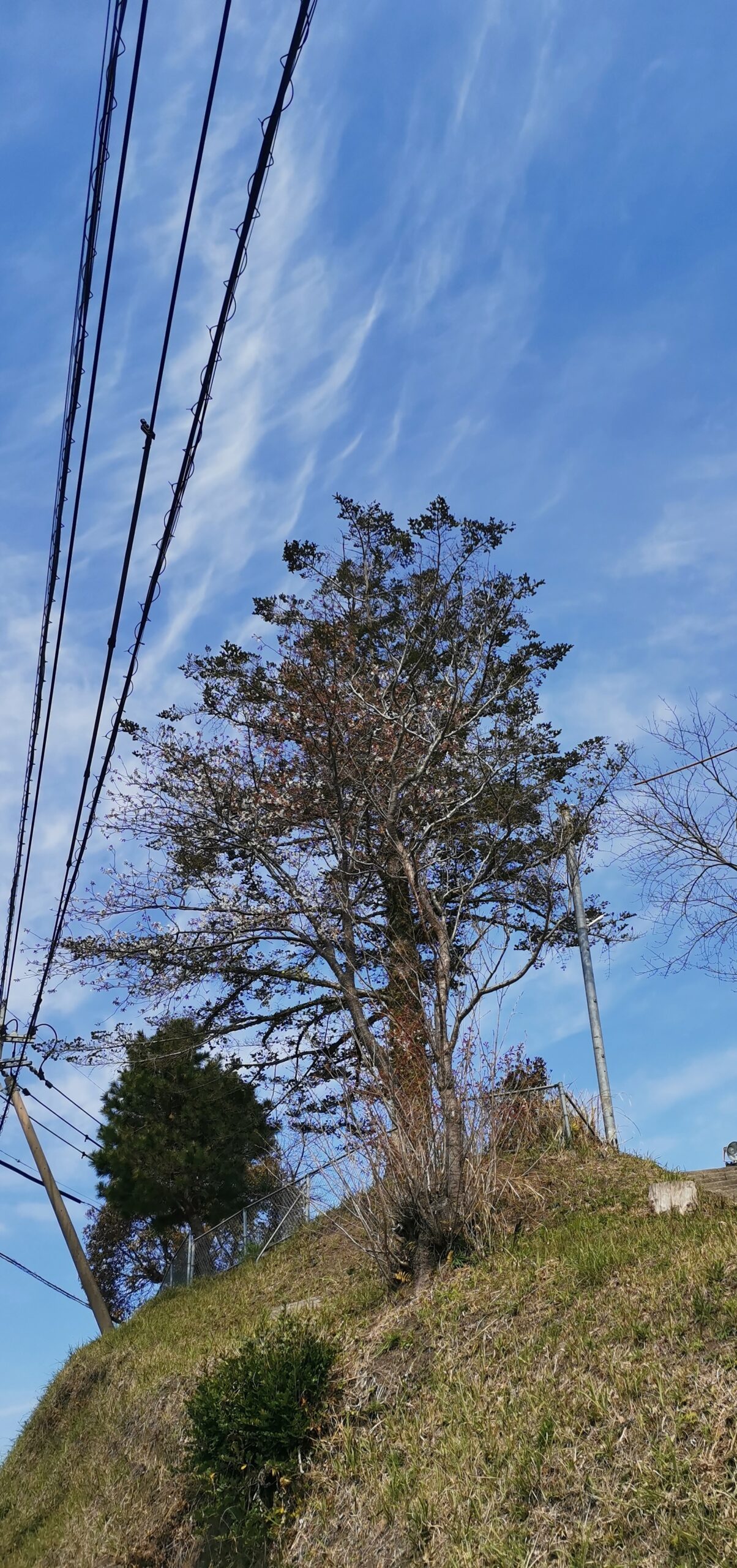 ウォーキングが気持ち良いです